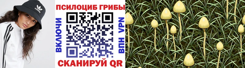 блэк спрут маркетплейс Каспийск Псилоцибиновые грибы Psilocybine cubensis